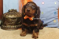 Franky, a male Miniature Dachshund for sale in West Plains, MO – 7 of 8