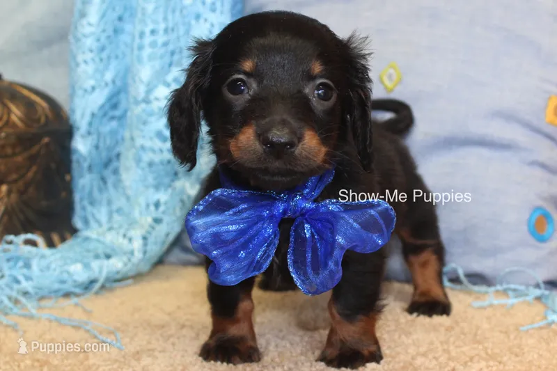 Lucas – Miniature Dachshund puppy for sale in West Plains, MO