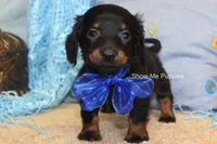 Lucas, a male Miniature Dachshund for sale in West Plains, MO – 1 of 9
