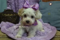 Marshie, a female Maltipoo for sale in West Plains, MO – 9 of 10