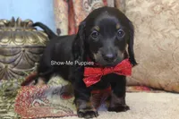 Nicole, a female Miniature Dachshund for sale in West Plains, MO – 6 of 10