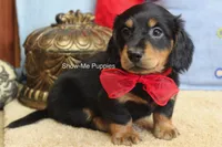 Leroy, a male Miniature Dachshund for sale in West Plains, MO – 9 of 10
