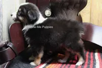 Tina, a female Miniature Australian Shepherd and Toy Australian Shepherd for sale in West Plains, MO – 9 of 10