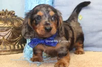Ivan, a male Miniature Dachshund for sale in West Plains, MO – 2 of 10