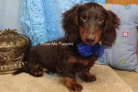 Franky, a male Miniature Dachshund for sale in West Plains, MO – 2 of 8