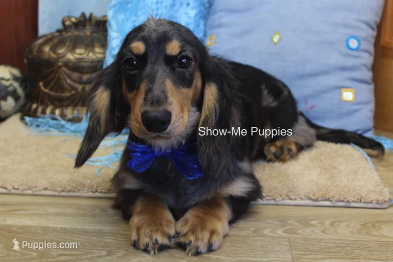 Joseph – Miniature Dachshund puppy for sale in West Plains, MO