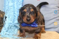 Ivan, a male Miniature Dachshund for sale in West Plains, MO – 3 of 10