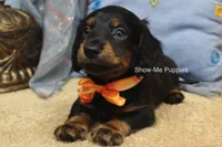 Luther, a male Miniature Dachshund for sale in West Plains, MO – 6 of 10