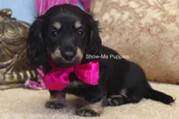 Izzie, a female Miniature Dachshund for sale in West Plains, MO – 7 of 10