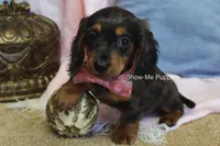 Jolene, a female Miniature Dachshund for sale in West Plains, MO – 9 of 10