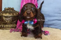 Holli, a female Miniature Dachshund for sale in West Plains, MO – 2 of 7