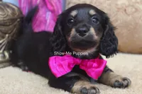 Izzie, a female Miniature Dachshund for sale in West Plains, MO – 2 of 10