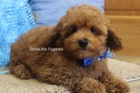 Karter, a male Poodle - Toy  for sale in West Plains, MO – 10 of 10
