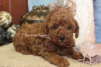 Keira, a female Poodle - Toy  for sale in West Plains, MO – 6 of 9