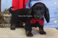 Lucas, a male Miniature Dachshund for sale in West Plains, MO – 7 of 8