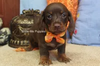Metro, a male Miniature Dachshund for sale in West Plains, MO – 10 of 10