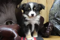 Tina, a female Miniature Australian Shepherd and Toy Australian Shepherd for sale in West Plains, MO – 10 of 10