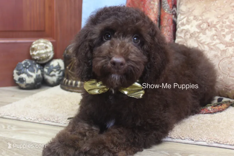 Marshal – Poodle - Miniature  puppy for sale in West Plains, MO