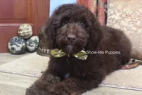 Marshal, a male Poodle - Miniature  for sale in West Plains, MO – 1 of 10