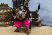 Naomi, a female Miniature Dachshund for sale in West Plains, MO – 7 of 8