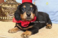 Leroy, a male Miniature Dachshund for sale in West Plains, MO – 3 of 10