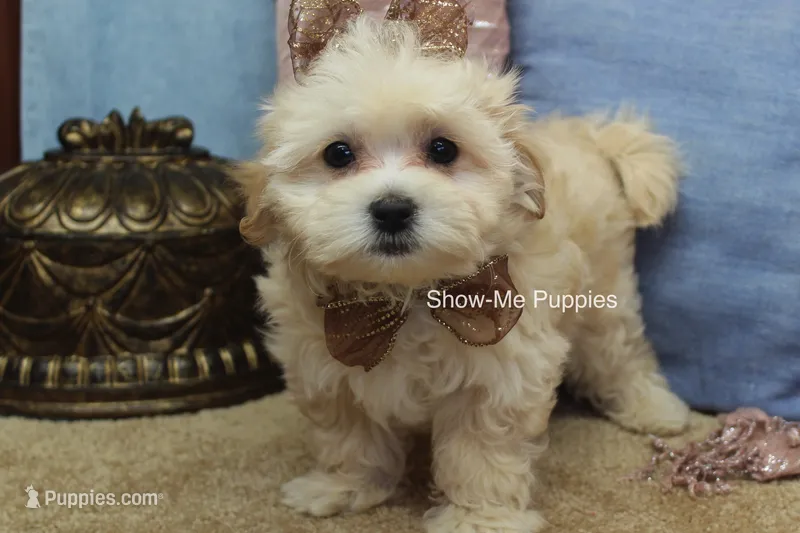 Ella Mae – Maltipoo puppy for sale in West Plains, MO