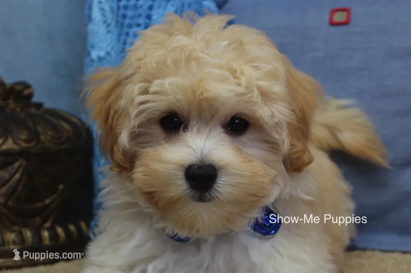 Connor – Maltipoo puppy for sale in West Plains, MO