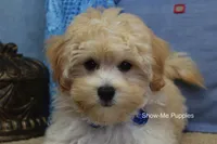 Connor, a male Maltipoo for sale in West Plains, MO – 1 of 9