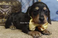 Joseph, a male Miniature Dachshund for sale in West Plains, MO – 7 of 8