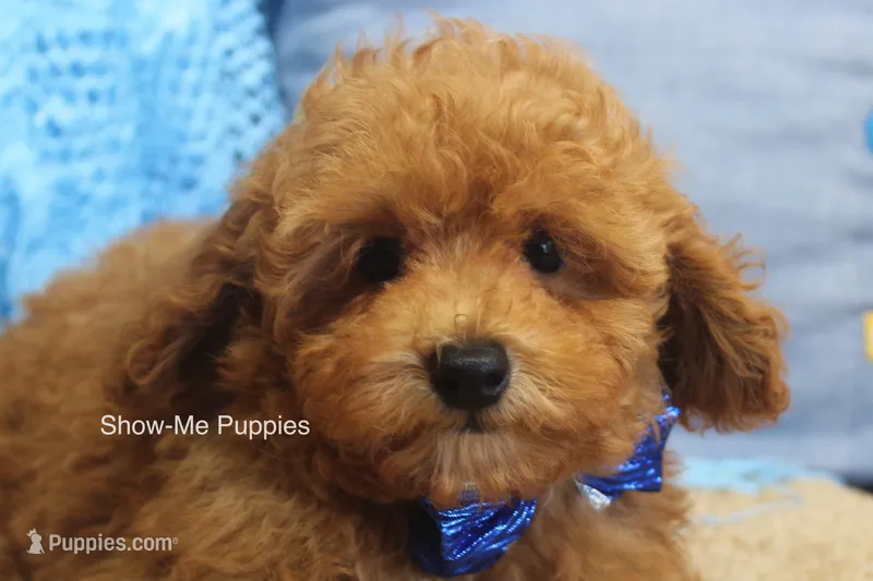 Karter – Poodle - Toy  puppy for sale in West Plains, MO