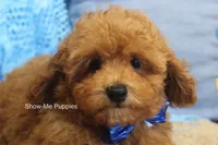 Karter, a male Poodle - Toy  for sale in West Plains, MO – 1 of 10