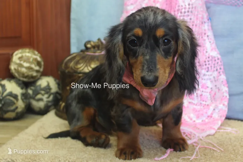 Jolene – Miniature Dachshund puppy for sale in West Plains, MO