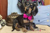 Josie, a female Miniature Dachshund for sale in West Plains, MO – 9 of 10