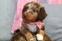 Harper, a female Miniature Dachshund for sale in West Plains, MO – 9 of 9