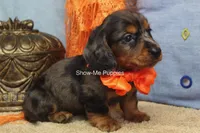 Joshua, a male Miniature Dachshund for sale in West Plains, MO – 6 of 10