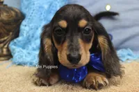 Joseph, a male Miniature Dachshund for sale in West Plains, MO – 2 of 8
