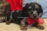 Nouget, a male Miniature Dachshund for sale in West Plains, MO – 6 of 8