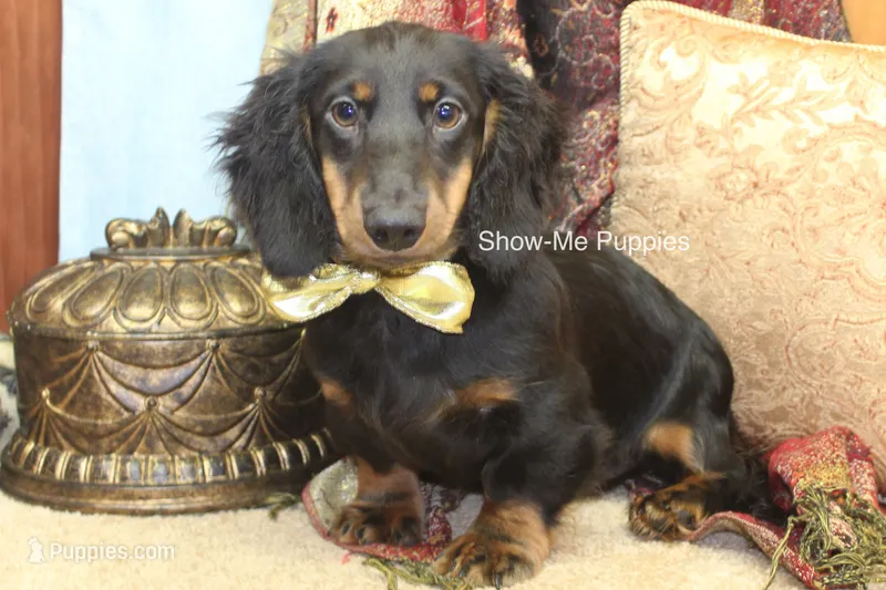 Luther – Miniature Dachshund puppy for sale in West Plains, MO