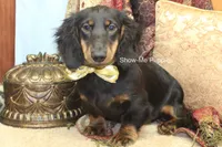 Luther, a male Miniature Dachshund for sale in West Plains, MO – 1 of 10