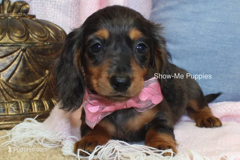 Jolene – Miniature Dachshund puppy for sale in West Plains, MO