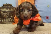 Herbie, a male Miniature Dachshund for sale in West Plains, MO – 7 of 10