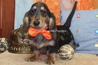 Joseph, a male Miniature Dachshund for sale in West Plains, MO – 7 of 10