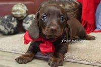 Bruno, a male Miniature Dachshund for sale in West Plains, MO – Photo 5 of 6