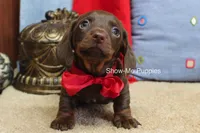 Bruno, a male Miniature Dachshund for sale in West Plains, MO – Photo 4 of 6