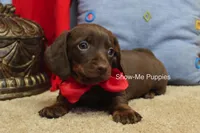 Bruno, a male Miniature Dachshund for sale in West Plains, MO – Photo 2 of 6