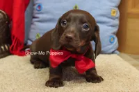 Bruno, a male Miniature Dachshund for sale in West Plains, MO – Photo 1 of 6