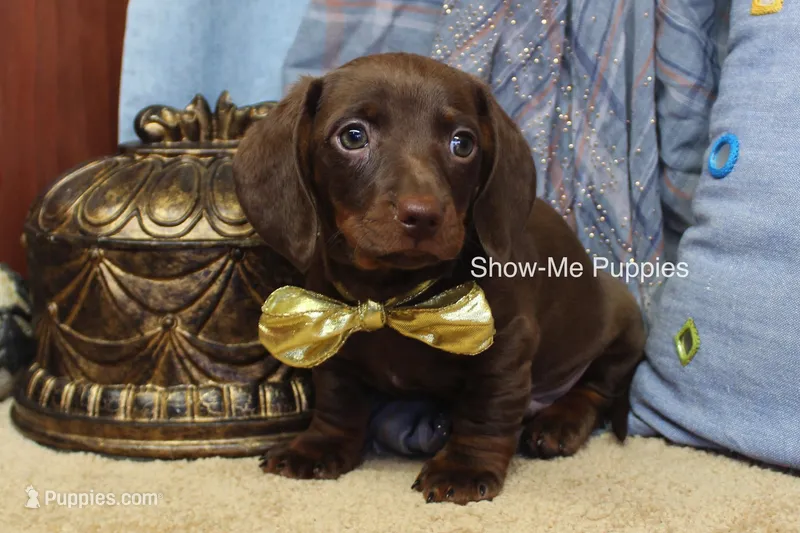 Bruno – Miniature Dachshund puppy for sale in West Plains, MO
