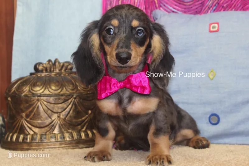 Josie – Miniature Dachshund puppy for sale in West Plains, MO