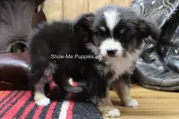 Tina, a female Miniature Australian Shepherd and Toy Australian Shepherd for sale in West Plains, MO – 7 of 10