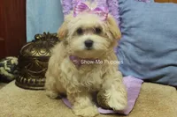 Ella Mae, a female Maltipoo for sale in West Plains, MO – 9 of 10